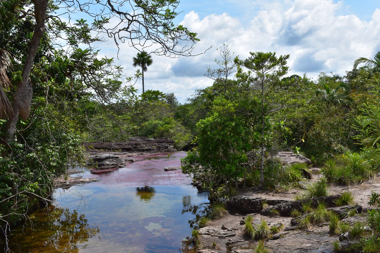 Caño Cristales