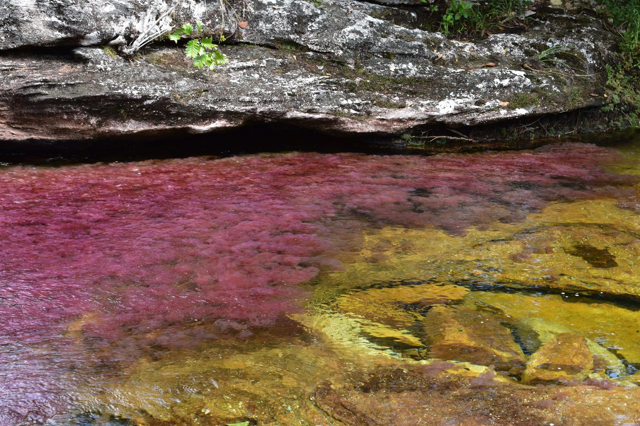 Caño Cristales
