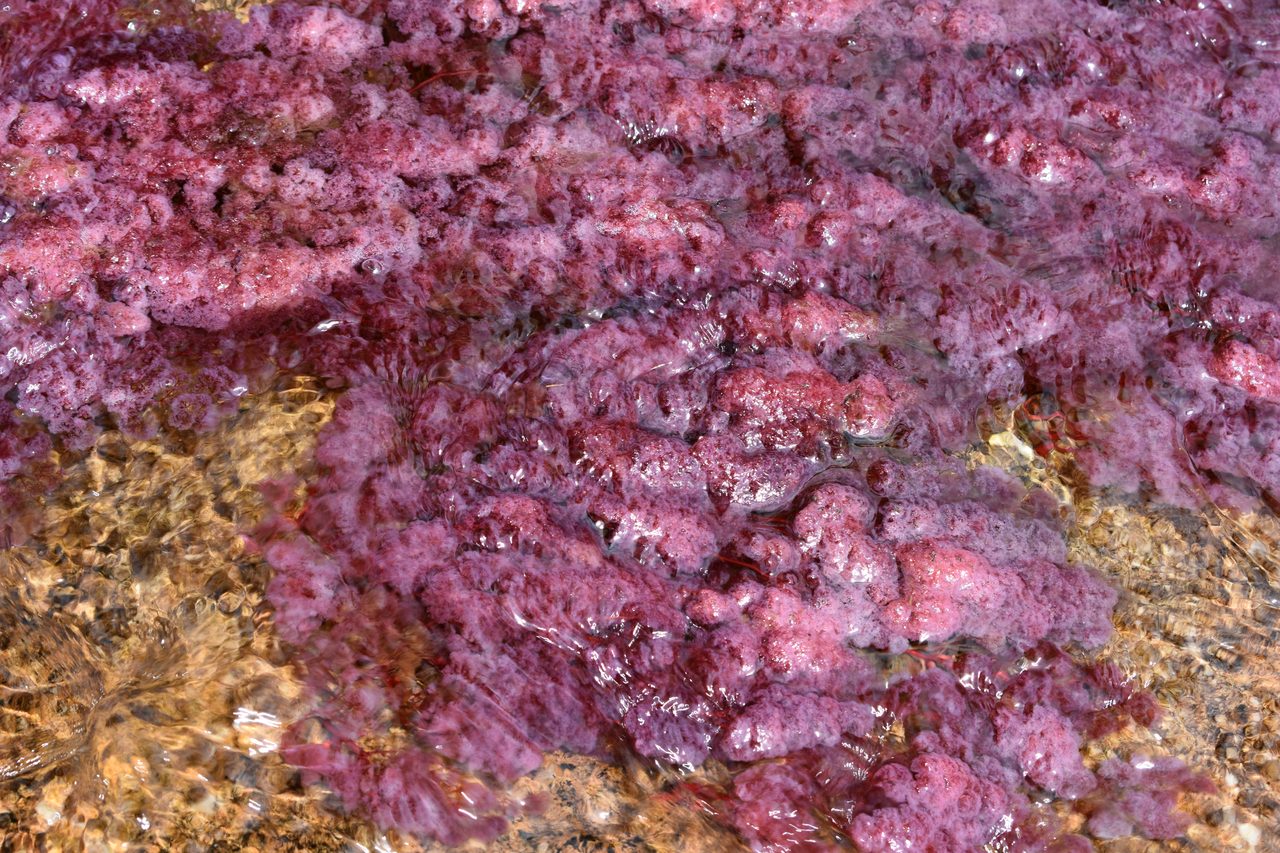 Caño Cristales