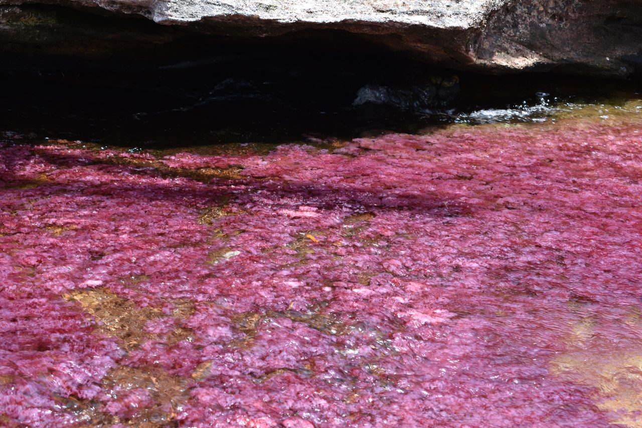 Caño Cristales