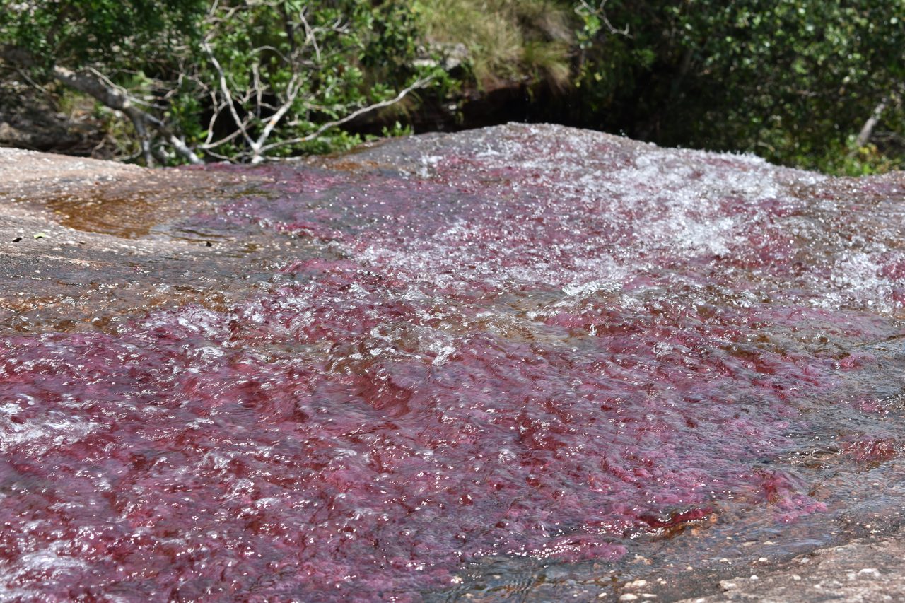 Caño Cristales