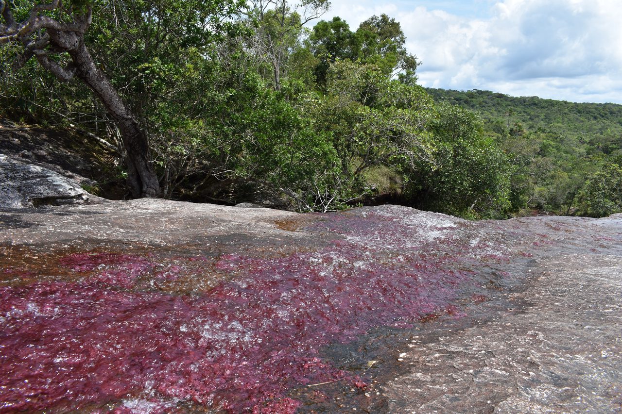 Caño Cristales