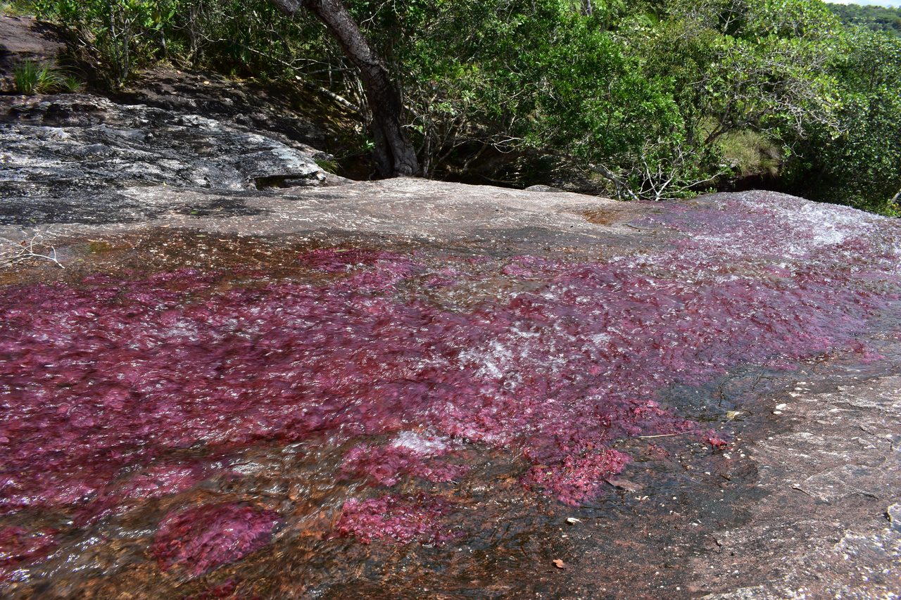 Caño Cristales