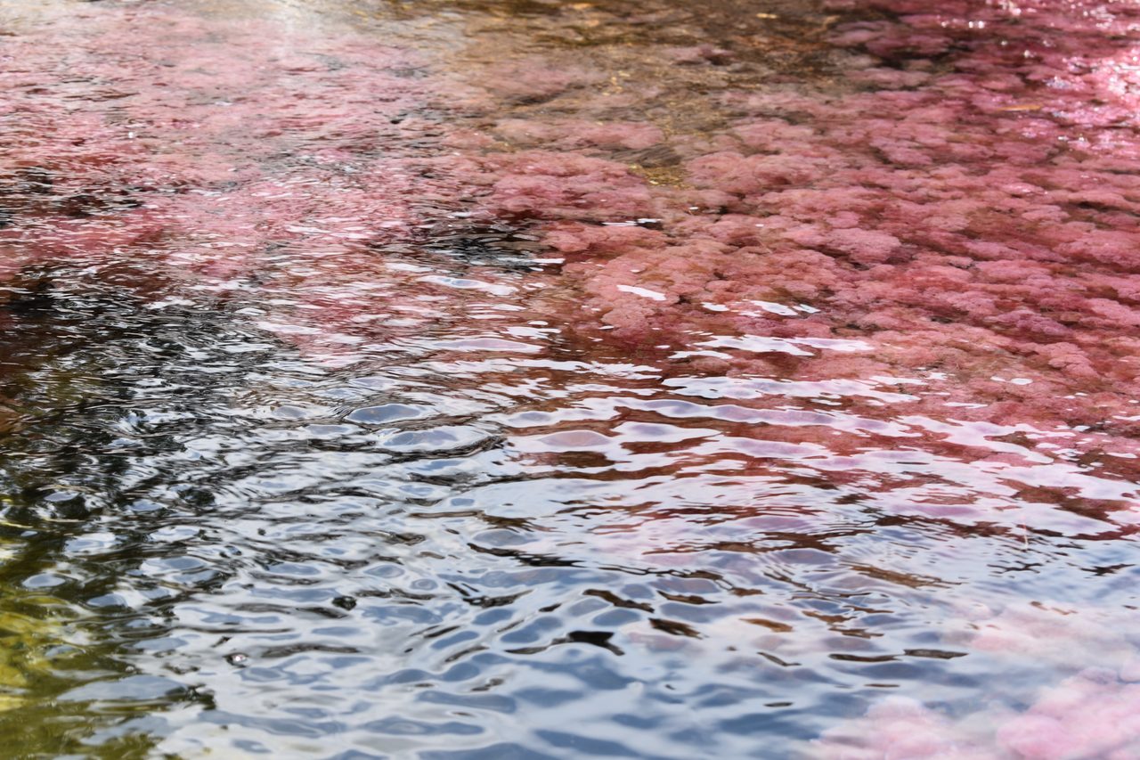 Caño Cristales