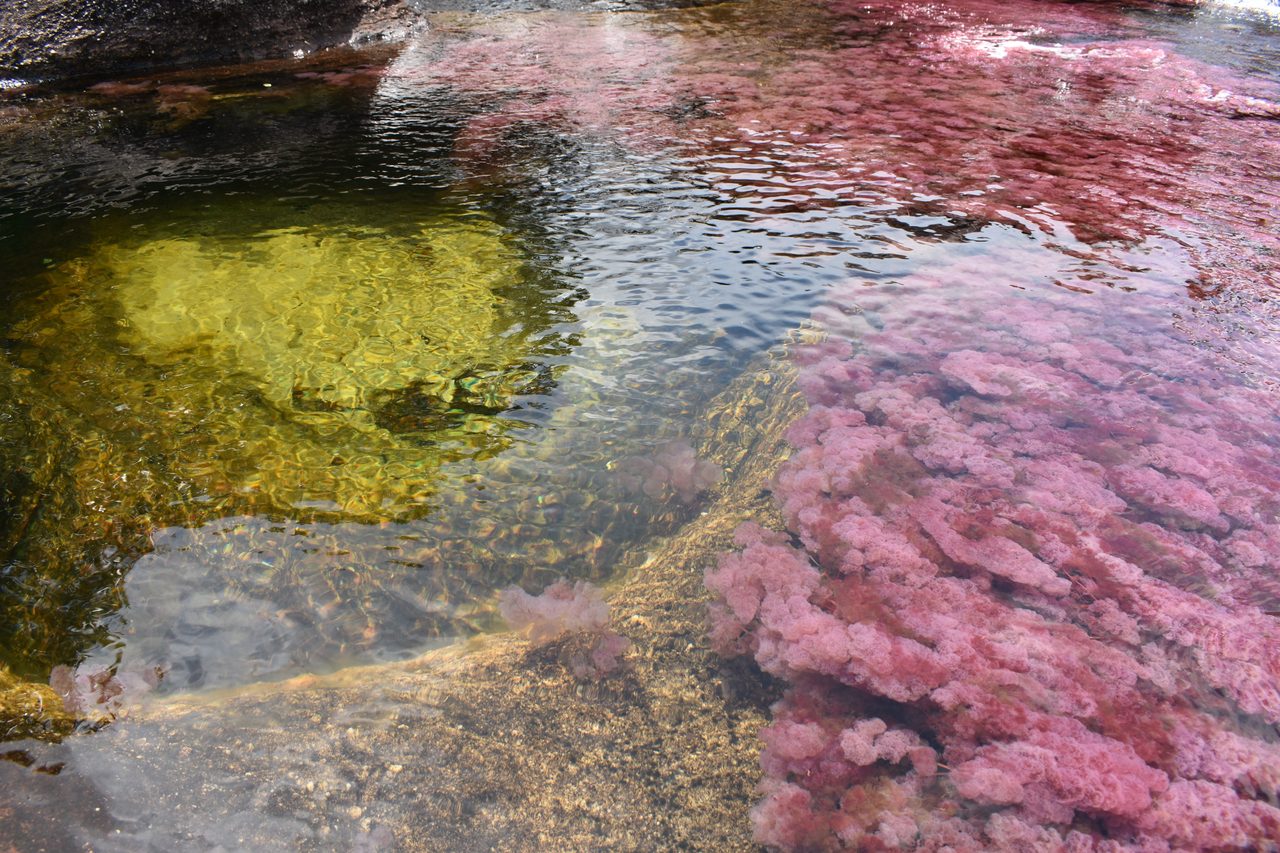 Caño Cristales