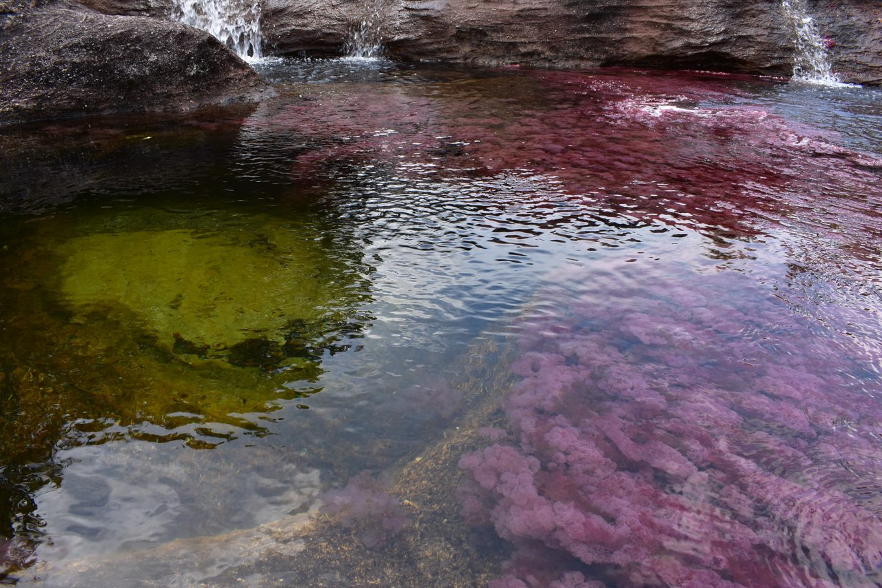 Caño Cristales