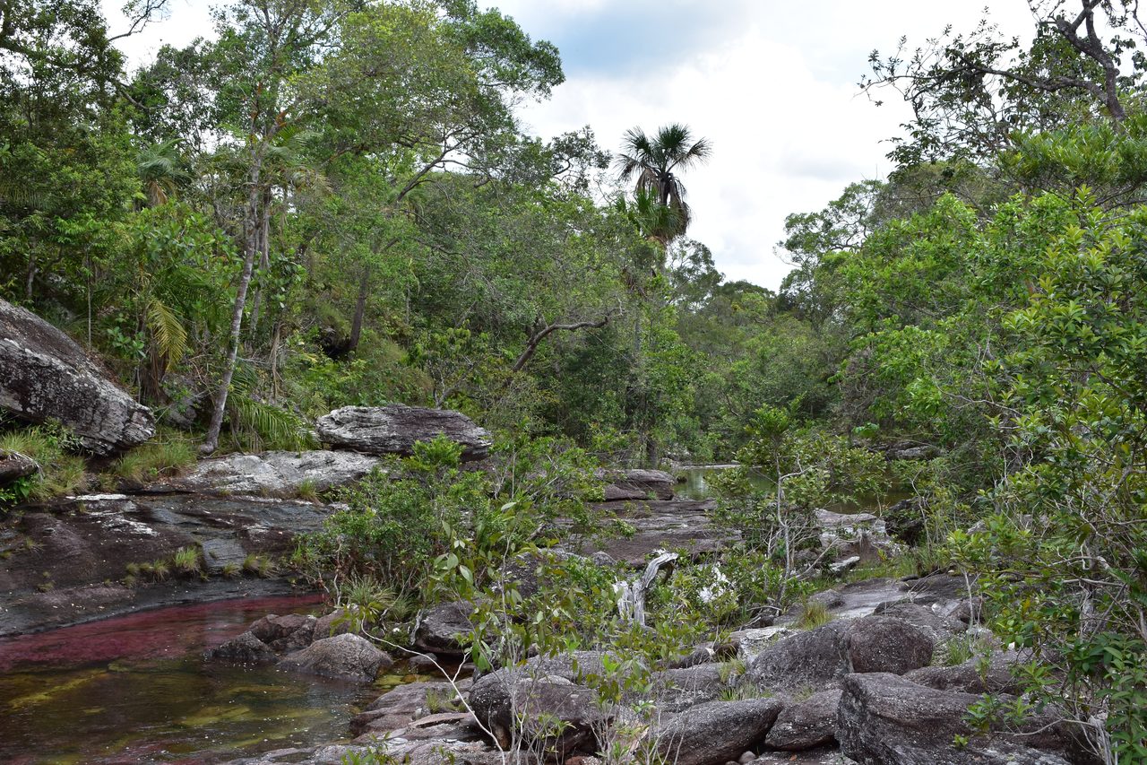 Caño Cristales