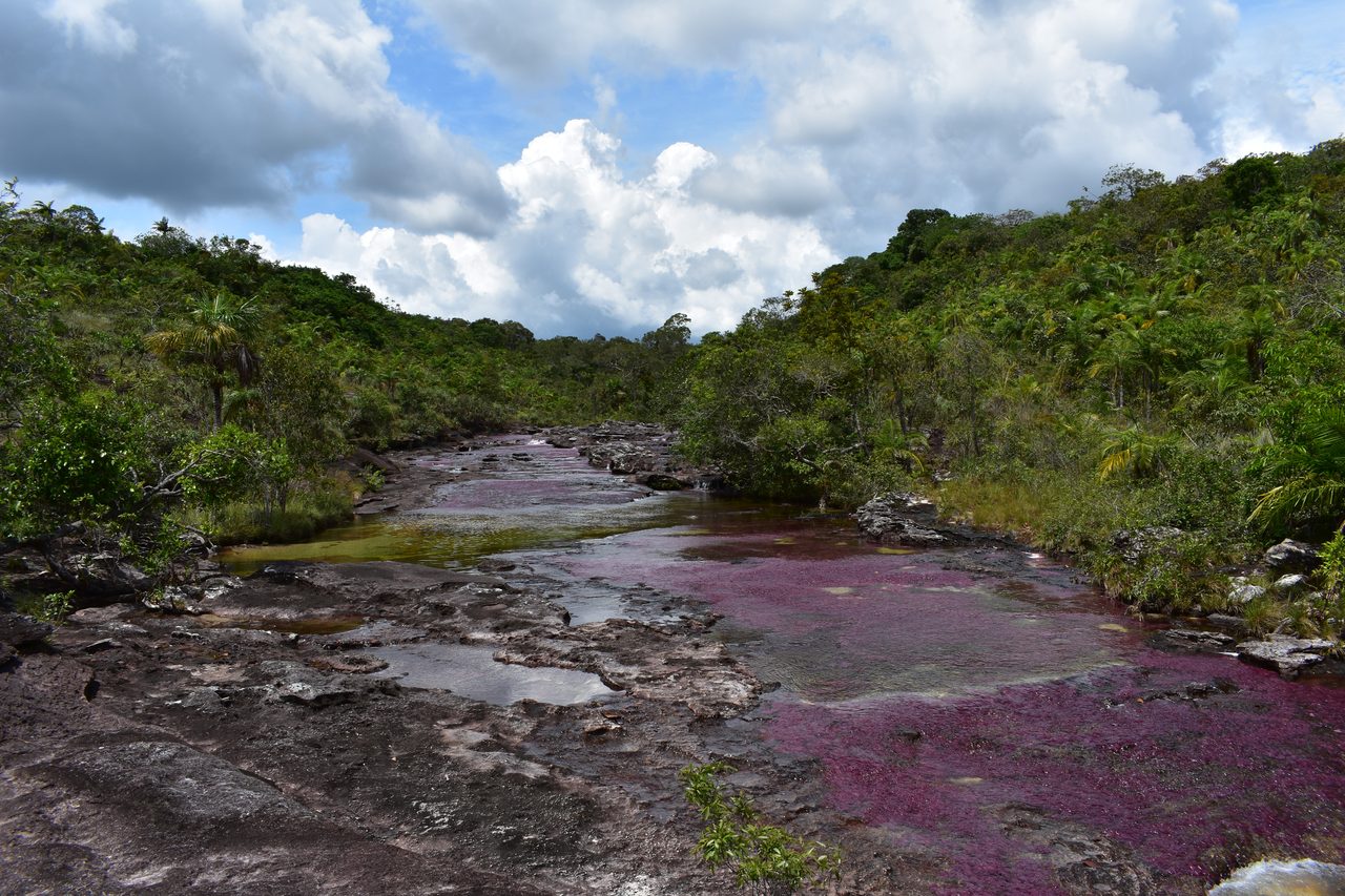 Caño Cristales