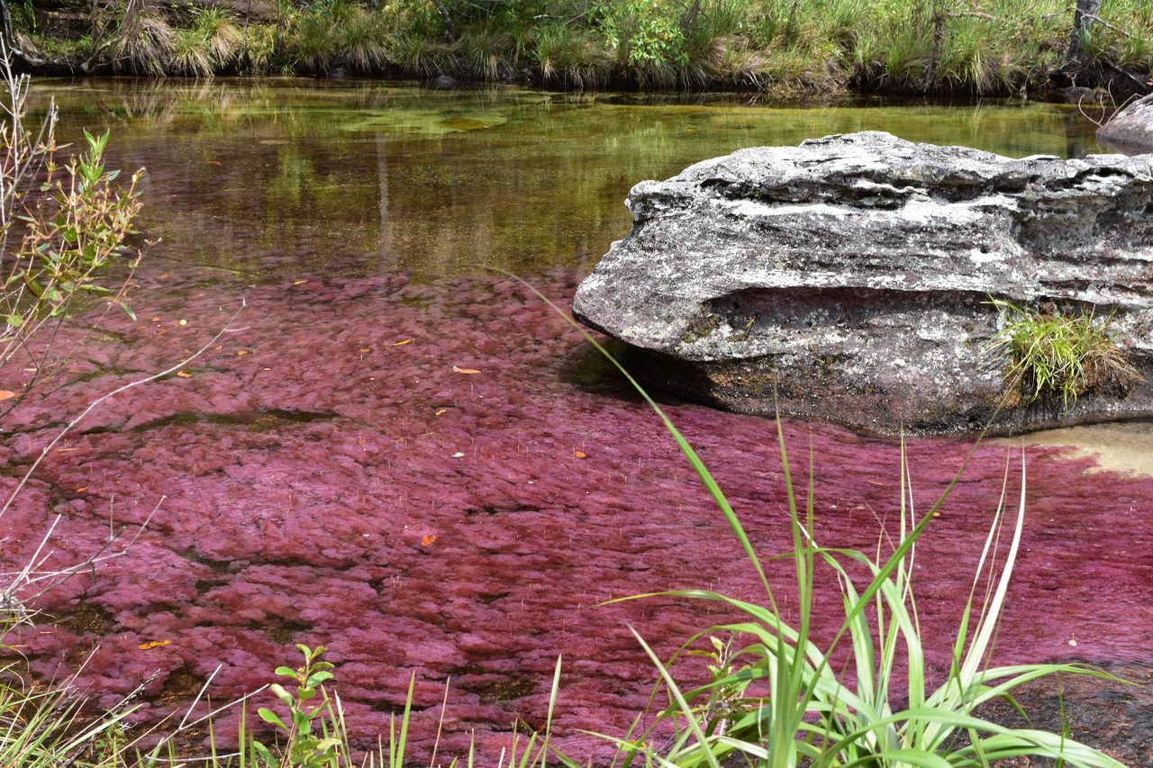 Caño Cristales