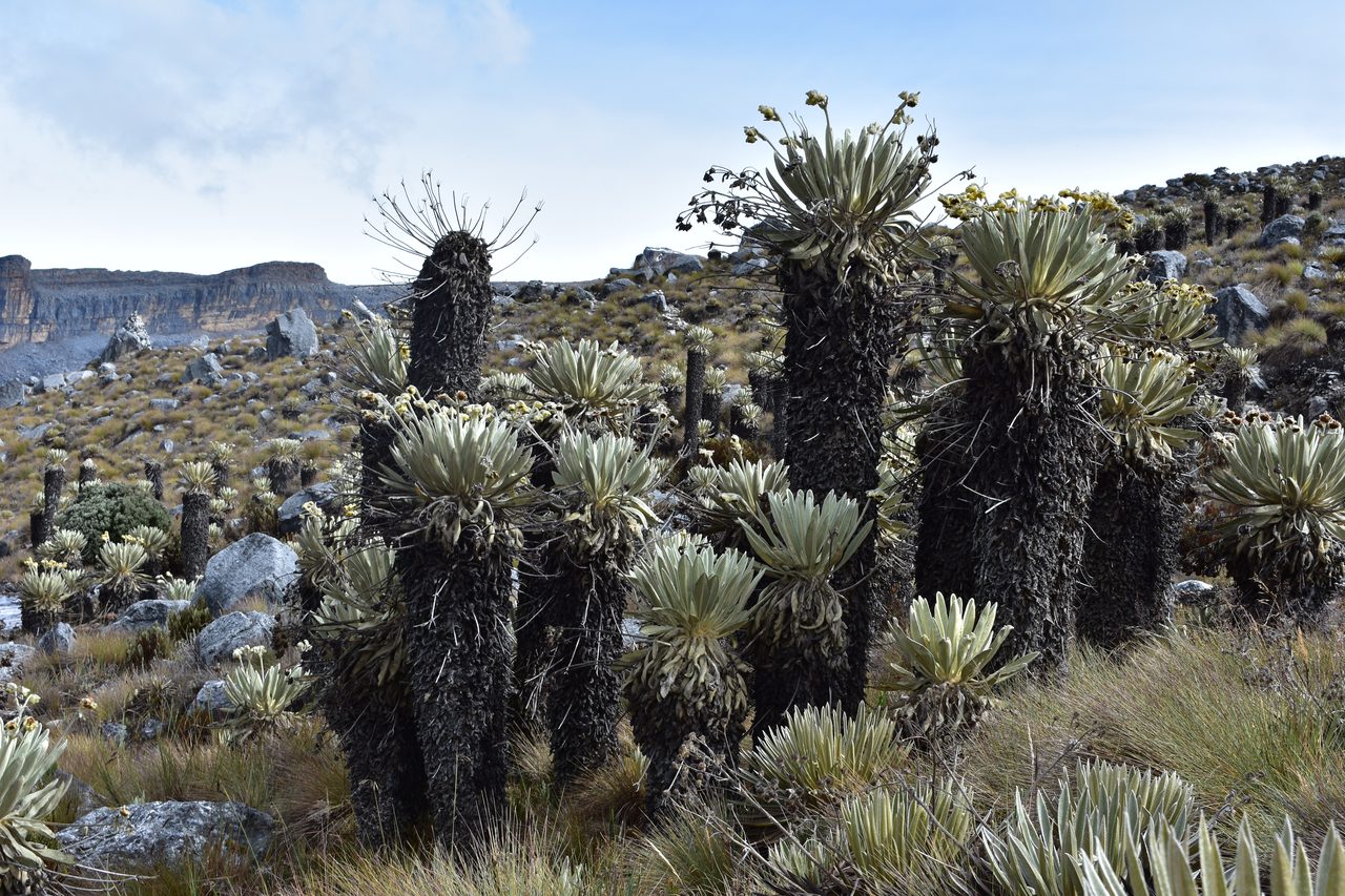 El Cocuy