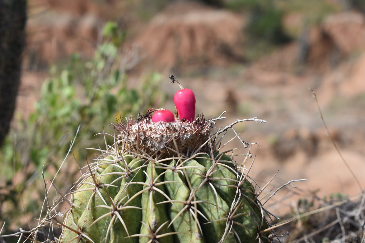 Sleeping in a Hammock in the Tatacoa Desert, Colombia