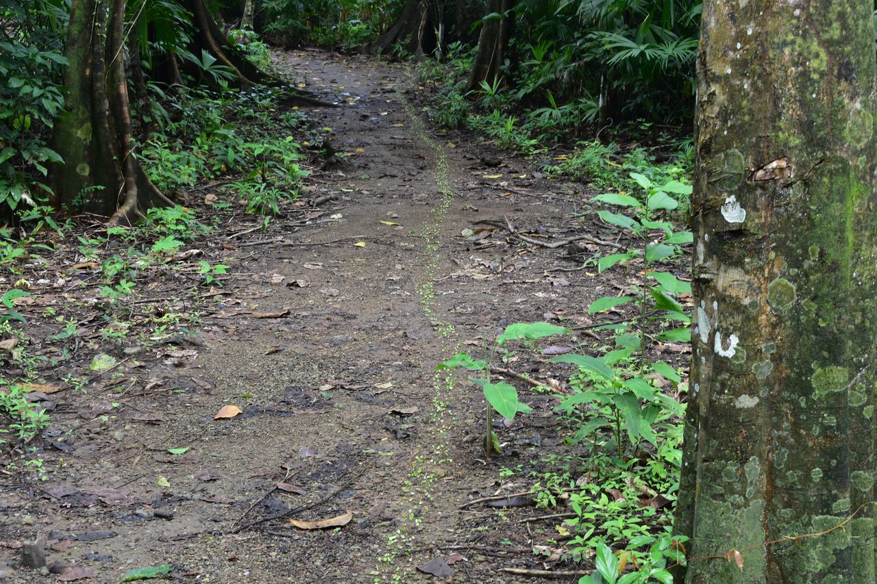 The Complete Guide to Capurganá, Sapzurro, La Miel and Necoclí, Colombia
