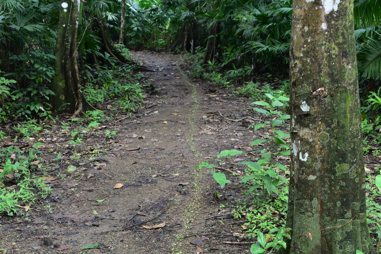 The Complete Guide to Capurganá, Sapzurro, La Miel and Necoclí, Colombia