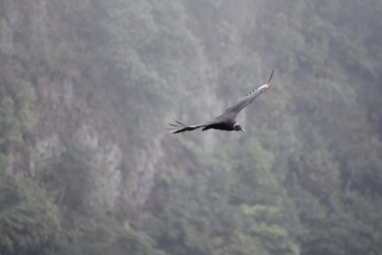 How to hike at Parque Natural Chicaque, a stunning mountain cloud forest close to Bogotá