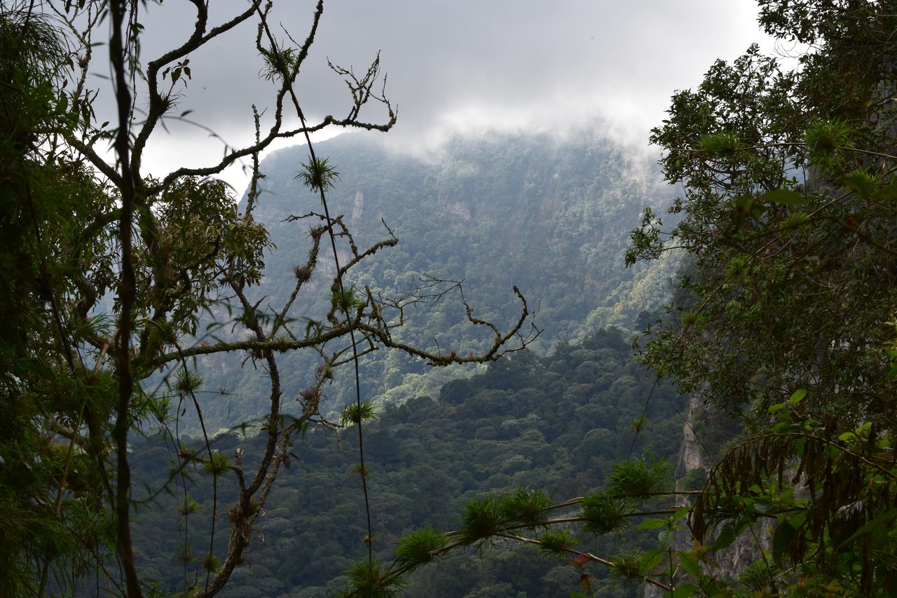 How to hike at Parque Natural Chicaque, a stunning mountain cloud forest close to Bogotá
