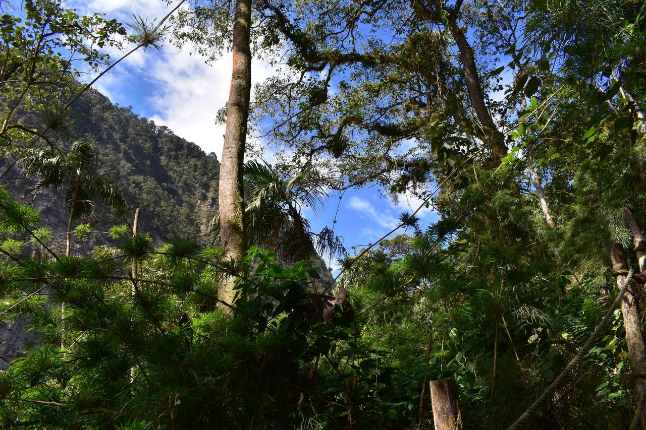 How to hike at Parque Natural Chicaque, a stunning mountain cloud forest close to Bogotá