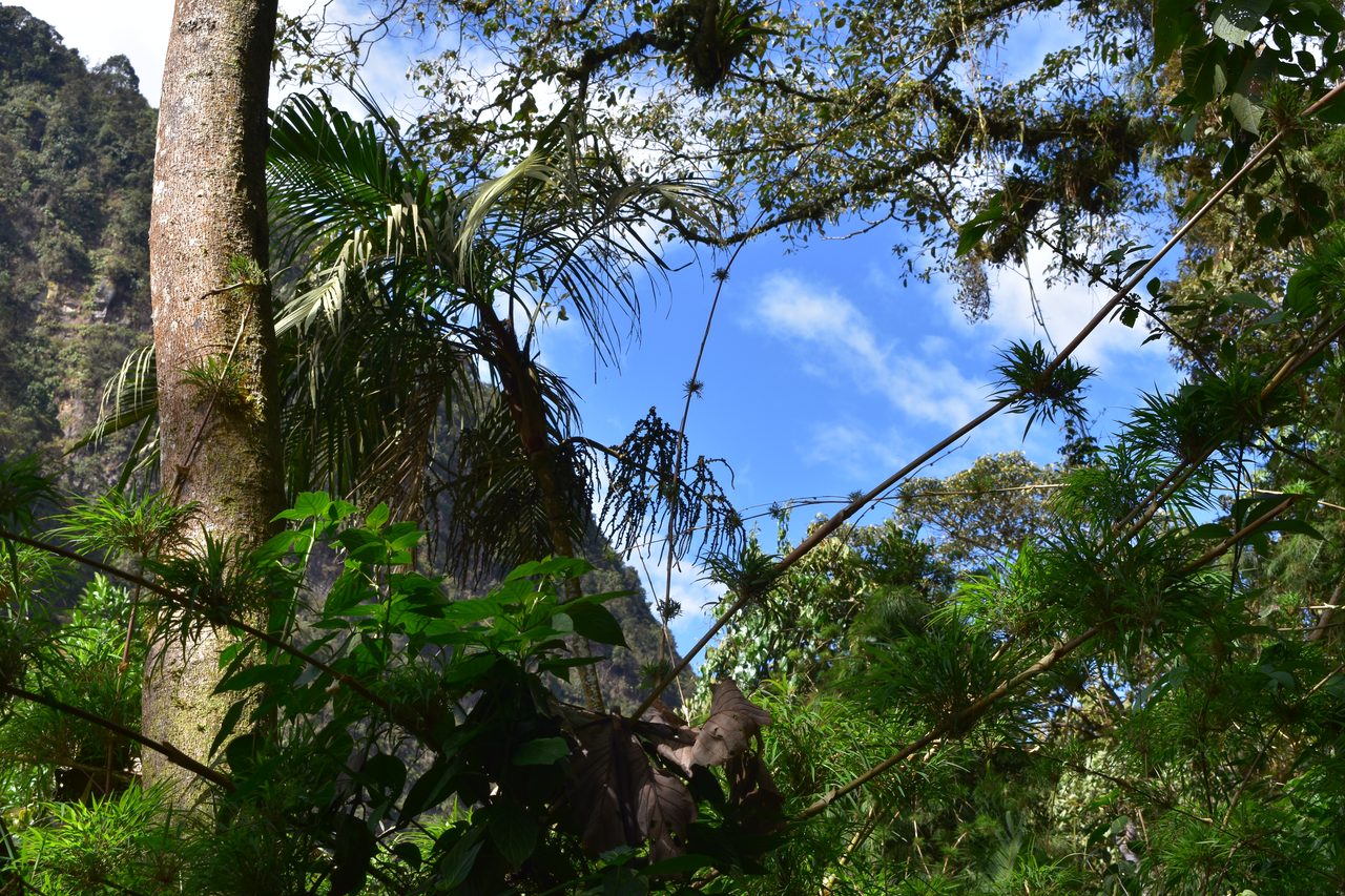 How to hike at Parque Natural Chicaque, a stunning mountain cloud forest close to Bogotá