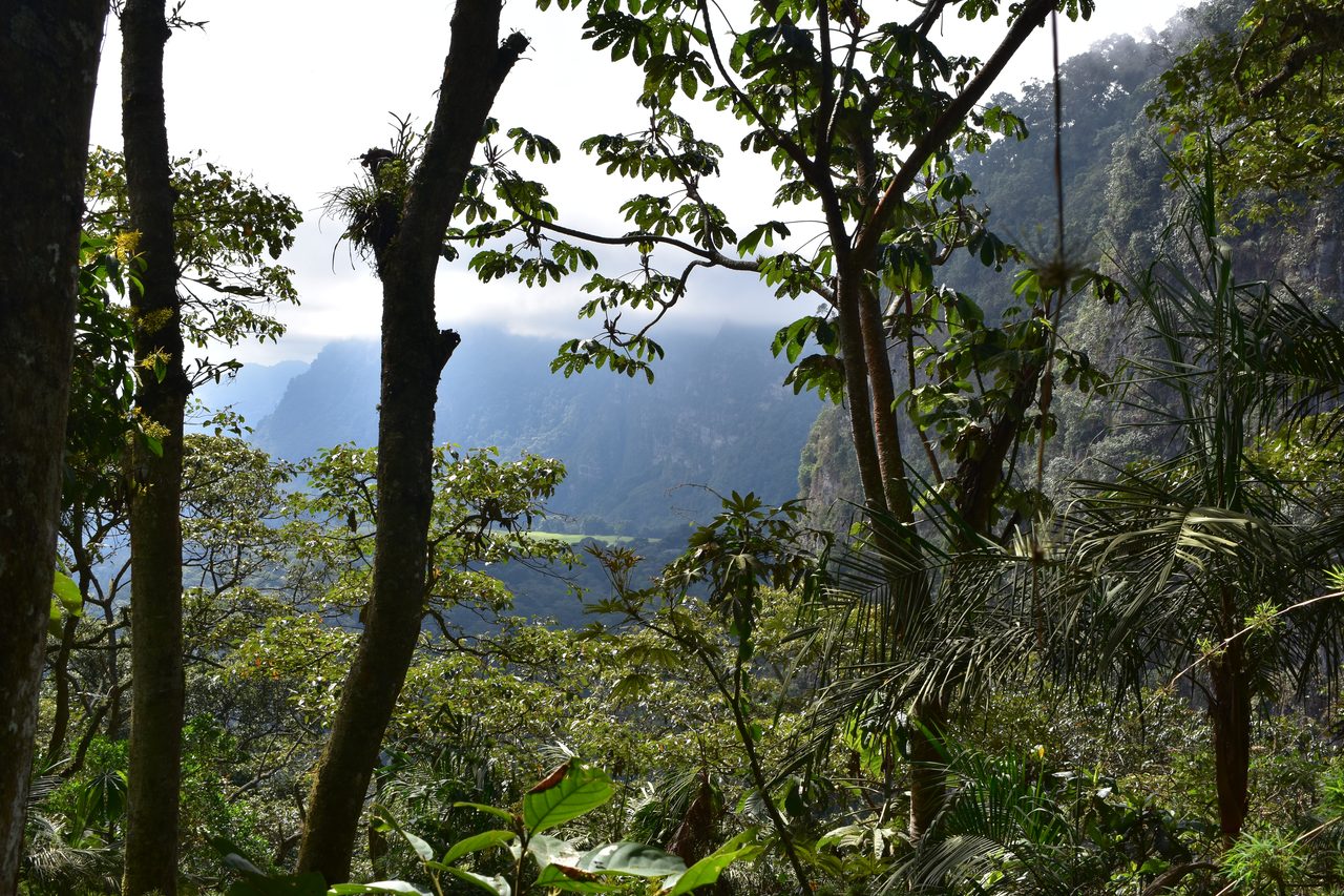 How to hike at Parque Natural Chicaque, a stunning mountain cloud forest close to Bogotá