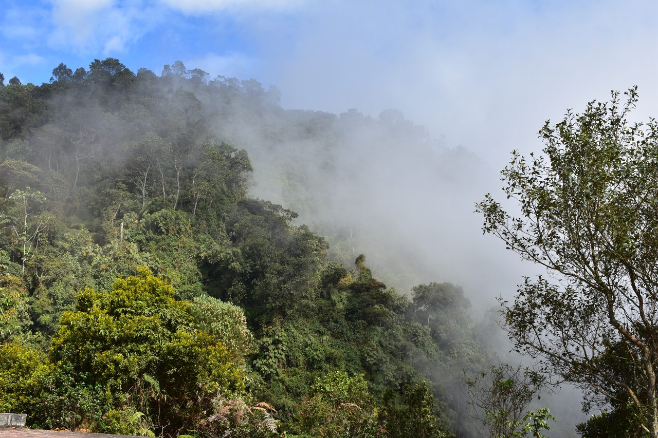 How to hike at Parque Natural Chicaque, a stunning mountain cloud forest close to Bogotá