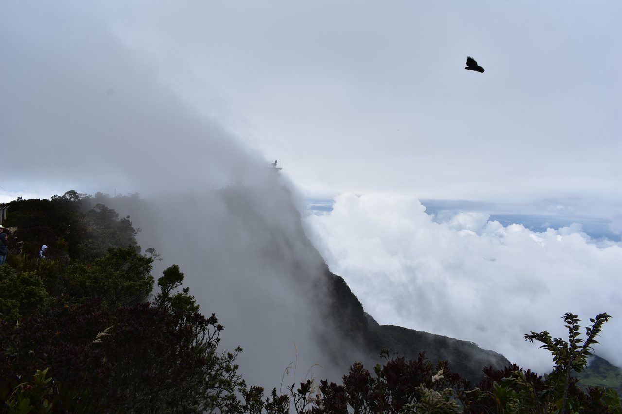 Enjoy the natural wonders of the high Andean Cloud Forest at Cuchilla El Tablazo, Bogotá