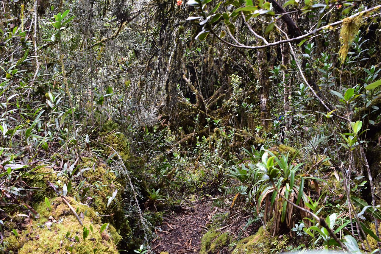 Enjoy the natural wonders of the high Andean Cloud Forest at Cuchilla El Tablazo, Bogotá