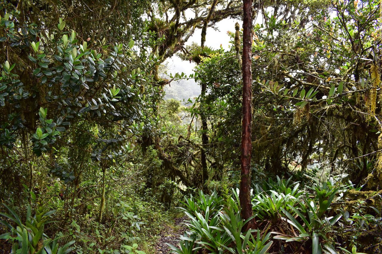 Enjoy the natural wonders of the high Andean Cloud Forest at Cuchilla El Tablazo, Bogotá