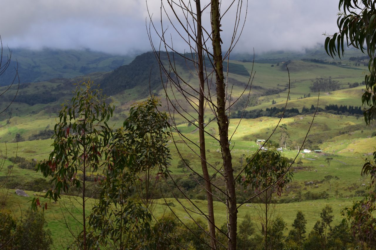 Enjoy the natural wonders of the high Andean Cloud Forest at Cuchilla El Tablazo, Bogotá