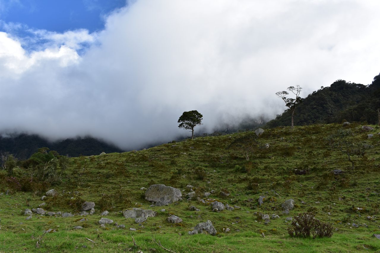 Enjoy the natural wonders of the high Andean Cloud Forest at Cuchilla El Tablazo, Bogotá