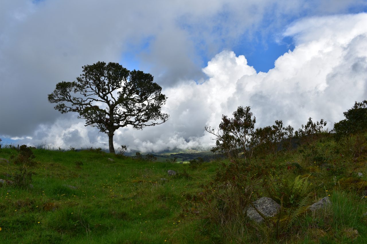 Enjoy the natural wonders of the high Andean Cloud Forest at Cuchilla El Tablazo, Bogotá