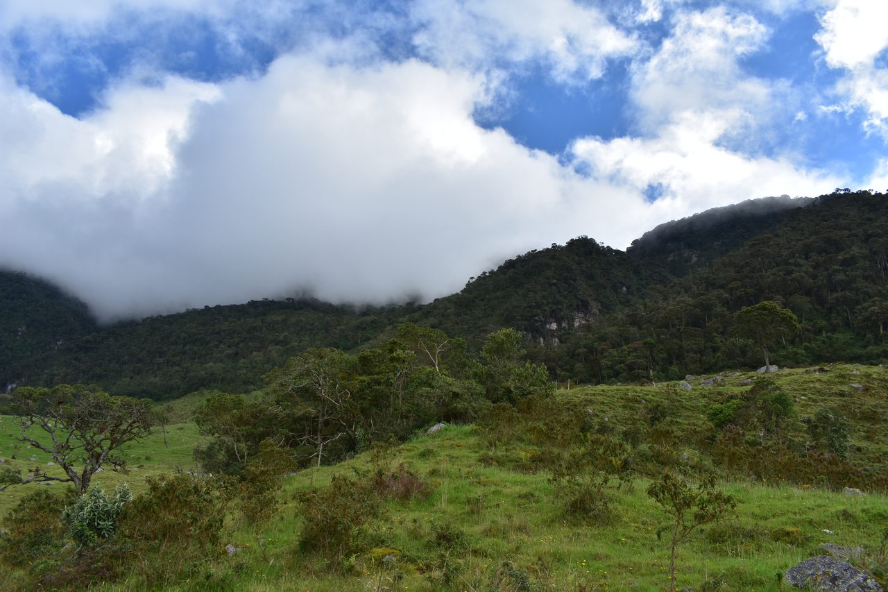 Enjoy the natural wonders of the high Andean Cloud Forest at Cuchilla El Tablazo, Bogotá
