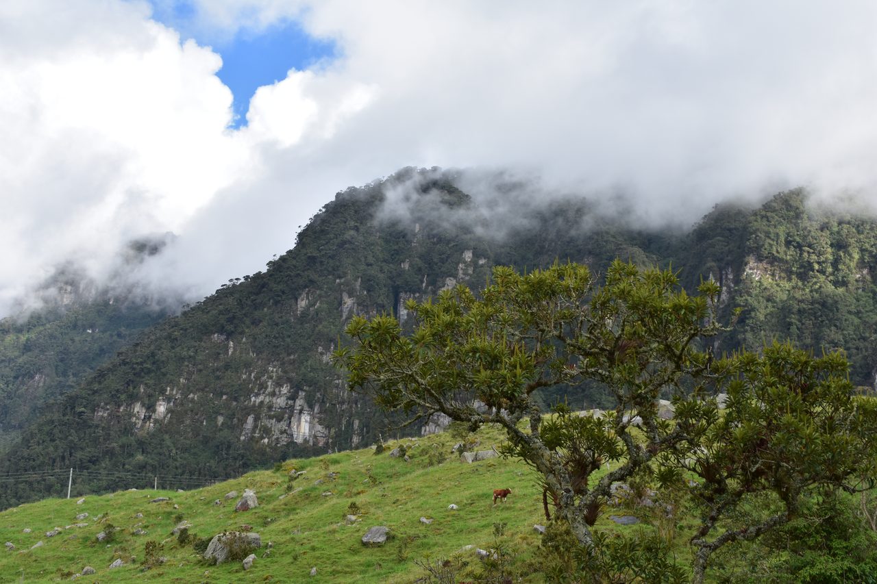 Enjoy the natural wonders of the high Andean Cloud Forest at Cuchilla El Tablazo, Bogotá