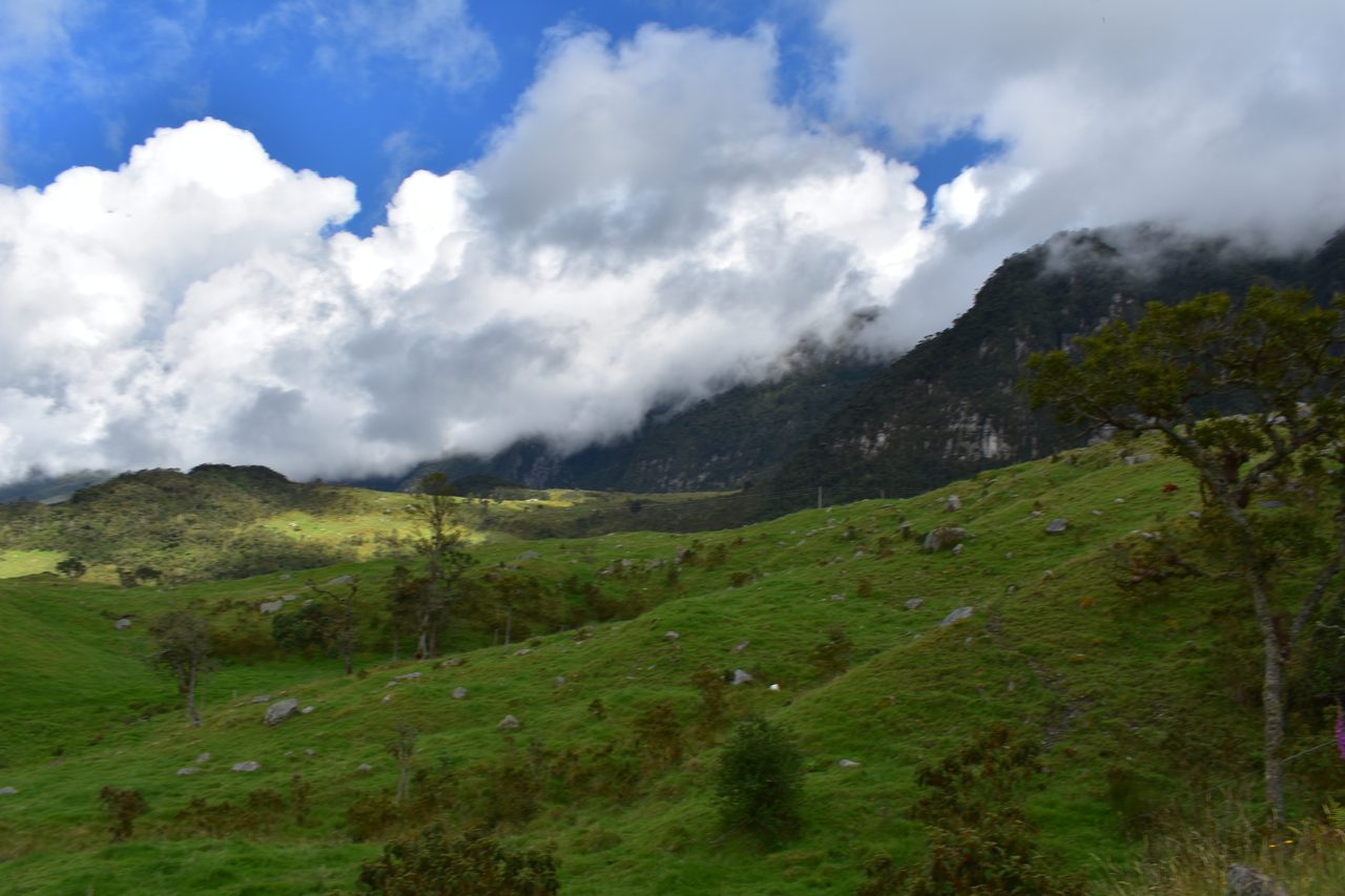 Enjoy the natural wonders of the high Andean Cloud Forest at Cuchilla El Tablazo, Bogotá