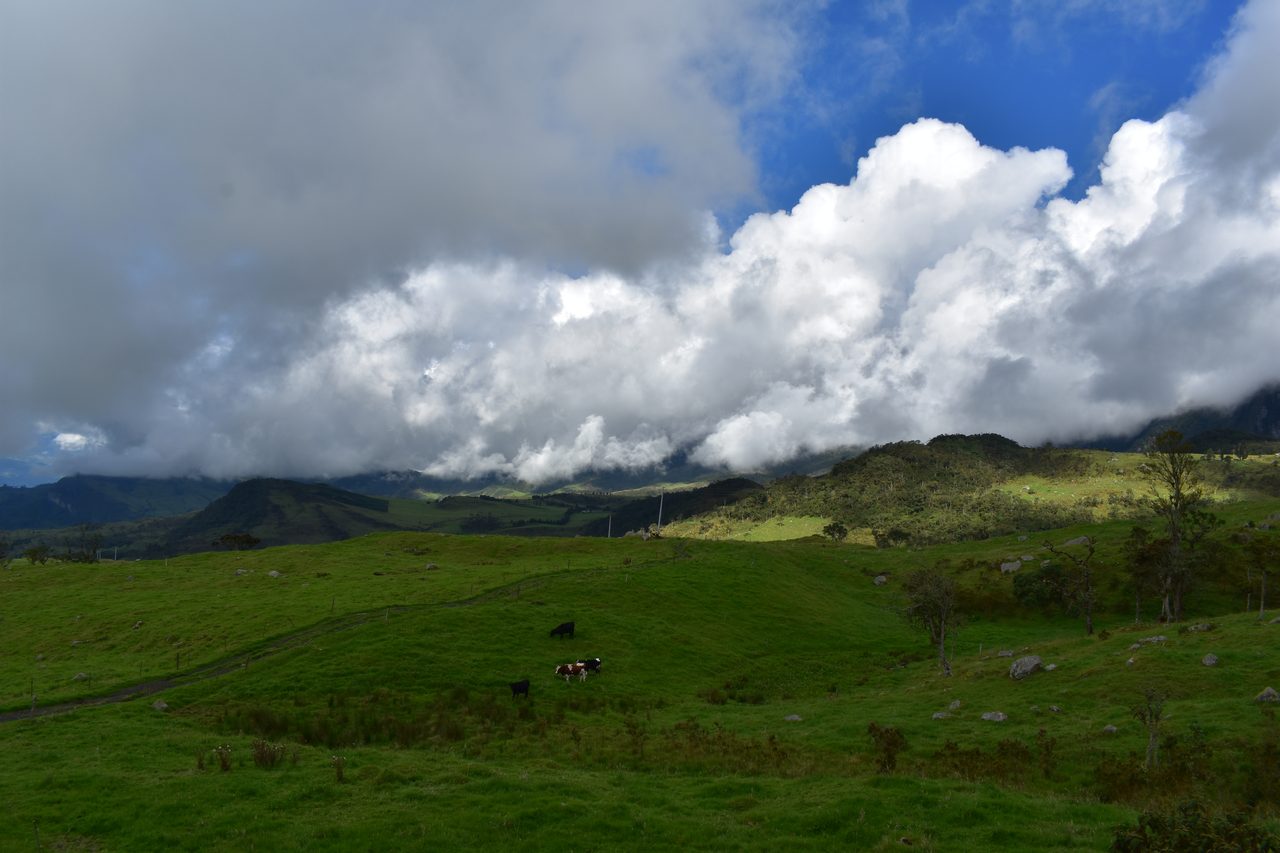Enjoy the natural wonders of the high Andean Cloud Forest at Cuchilla El Tablazo, Bogotá