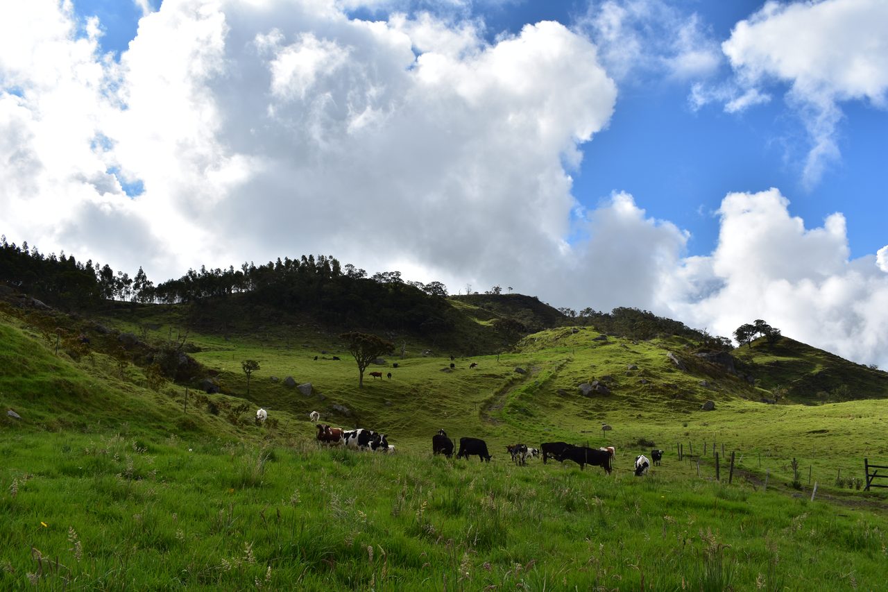Enjoy the natural wonders of the high Andean Cloud Forest at Cuchilla El Tablazo, Bogotá