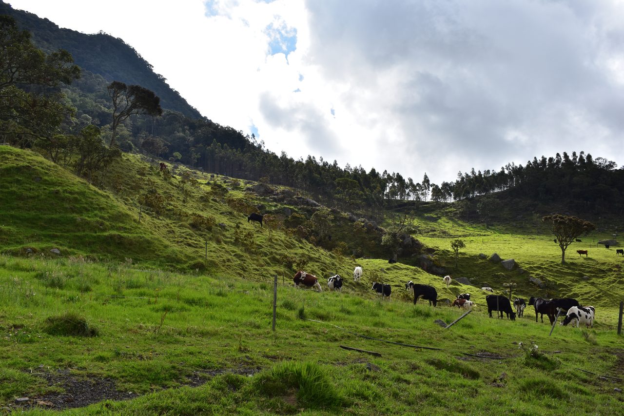 Enjoy the natural wonders of the high Andean Cloud Forest at Cuchilla El Tablazo, Bogotá