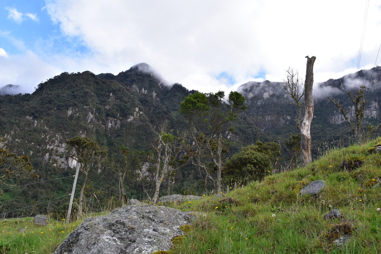 Enjoy the natural wonders of the high Andean Cloud Forest at Cuchilla El Tablazo, Bogotá