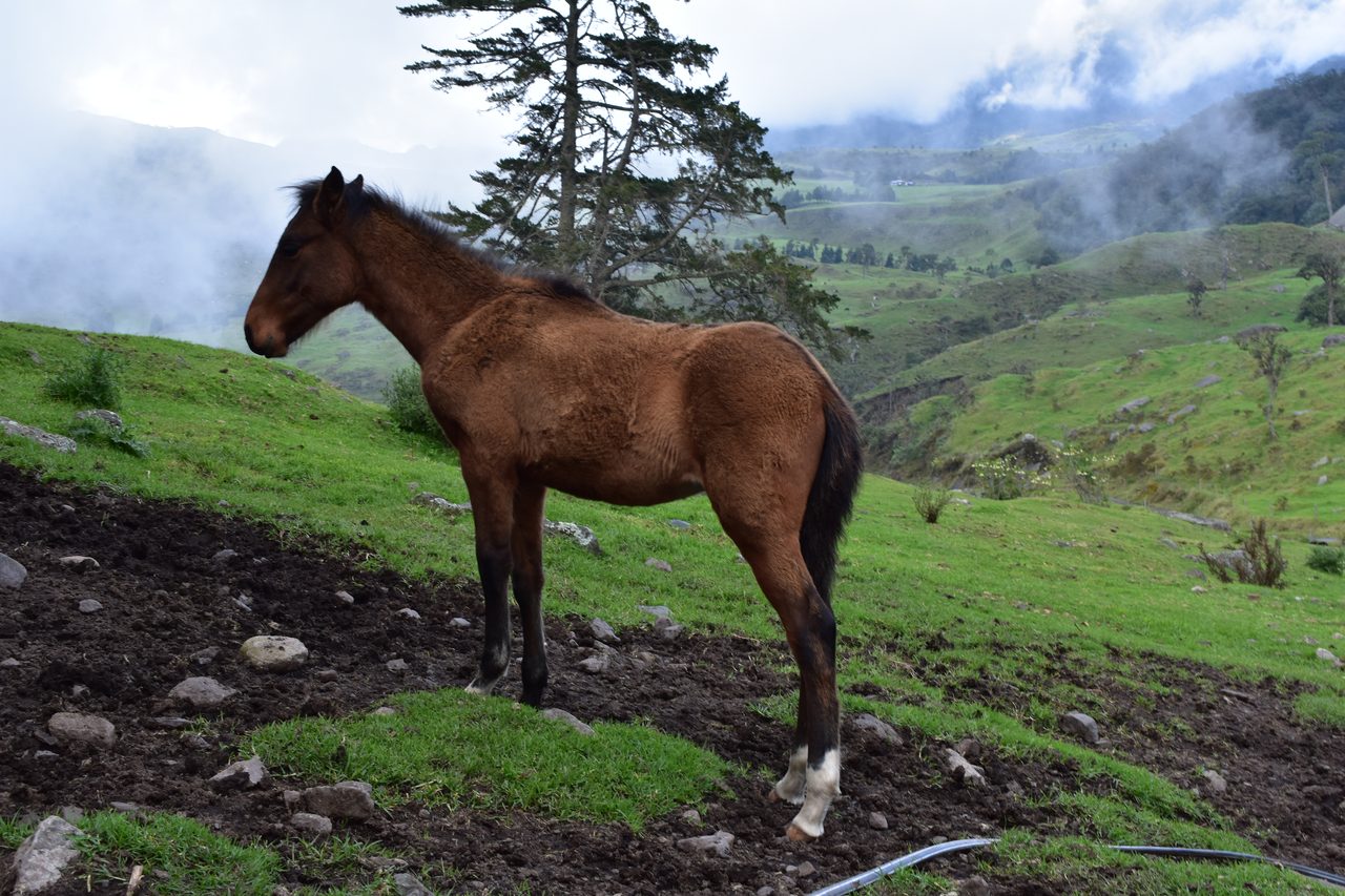 Enjoy the natural wonders of the high Andean Cloud Forest at Cuchilla El Tablazo, Bogotá