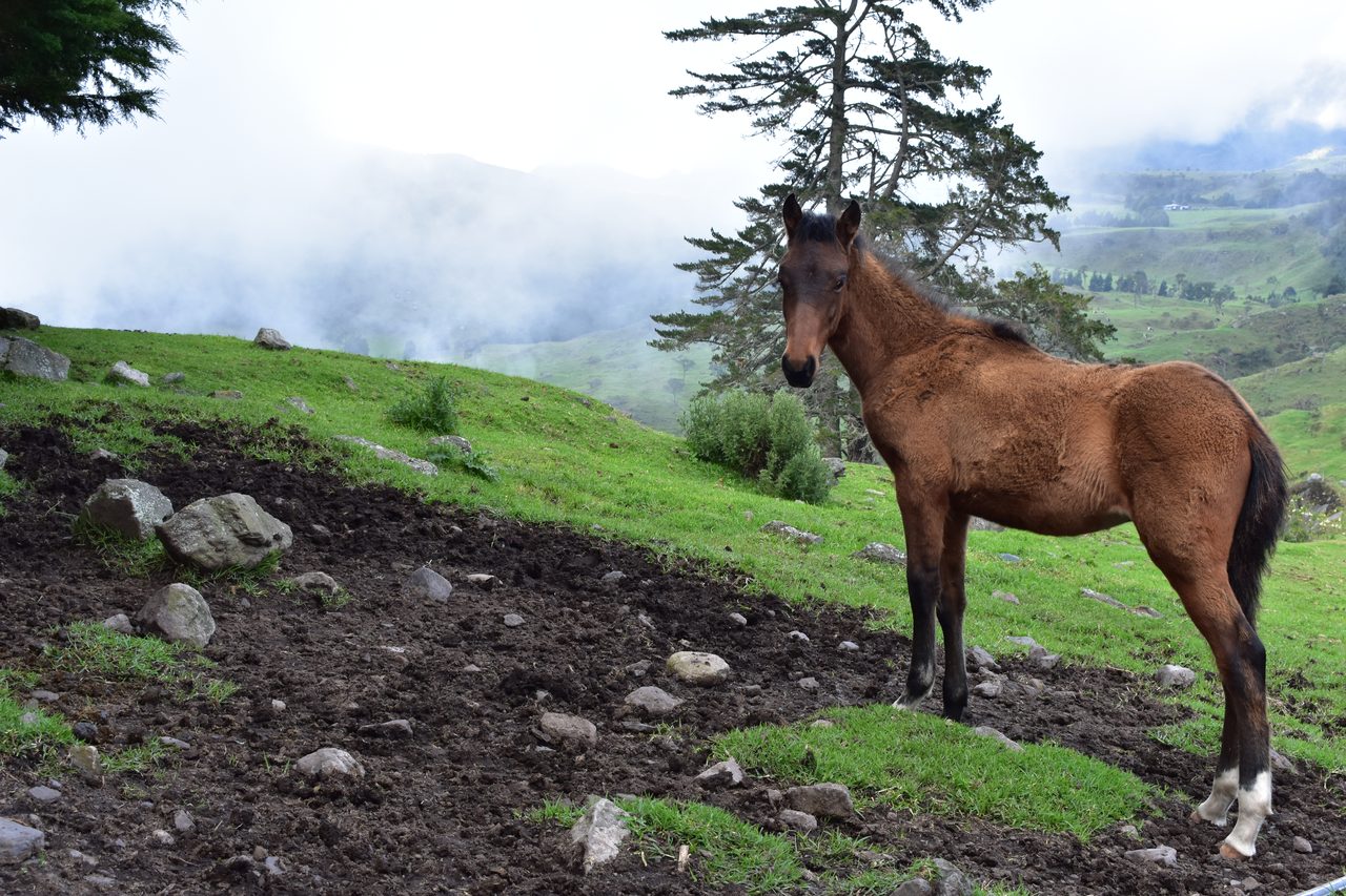 Enjoy the natural wonders of the high Andean Cloud Forest at Cuchilla El Tablazo, Bogotá