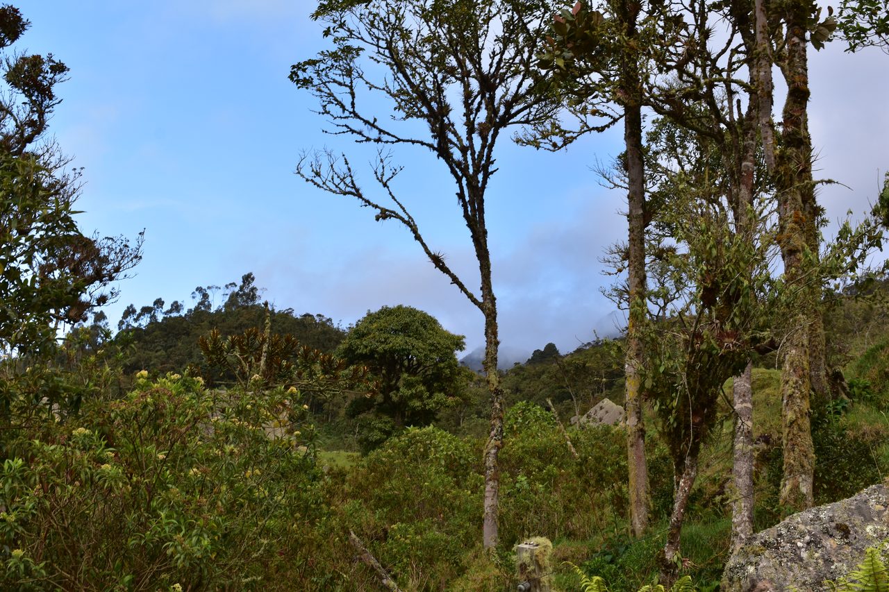 Enjoy the natural wonders of the high Andean Cloud Forest at Cuchilla El Tablazo, Bogotá