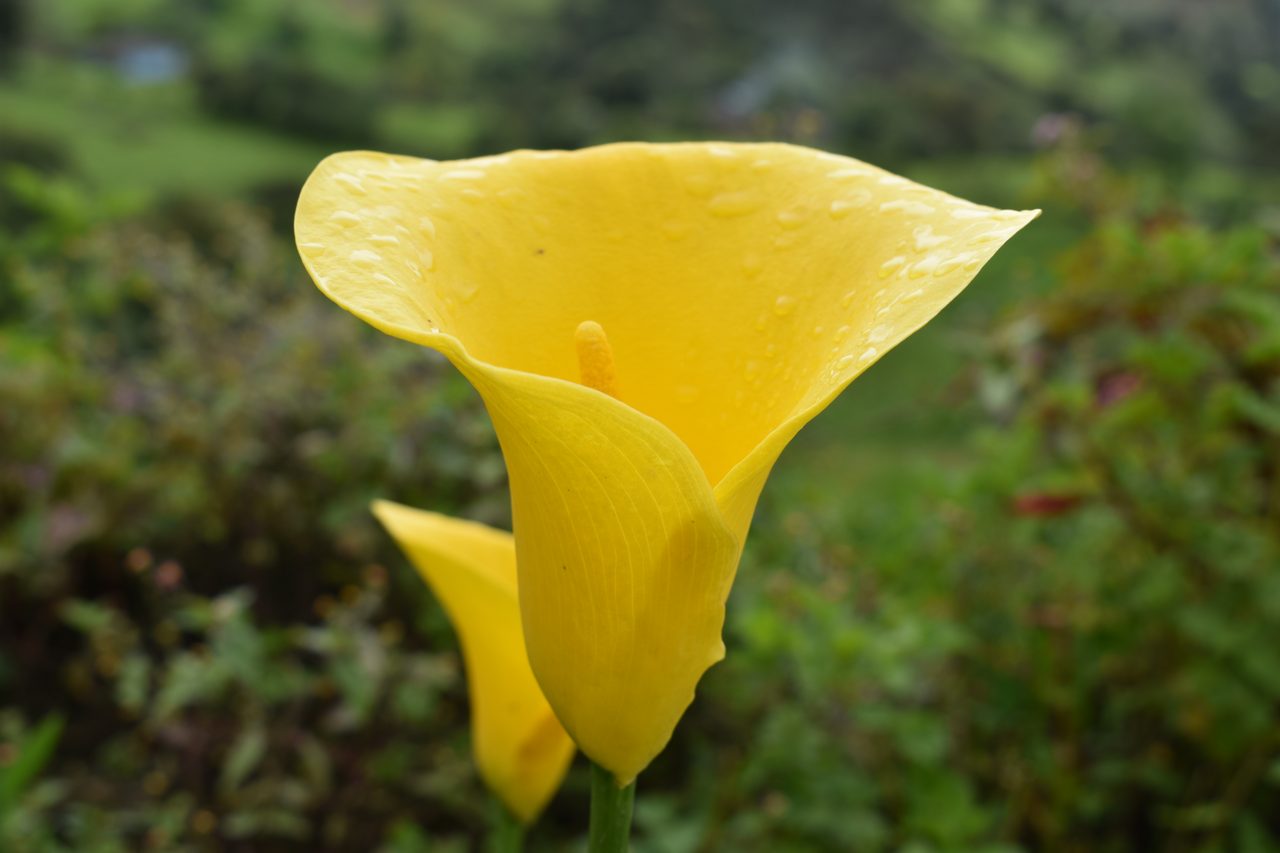 Trek to La Chorrera, Colombia's Highest Waterfall