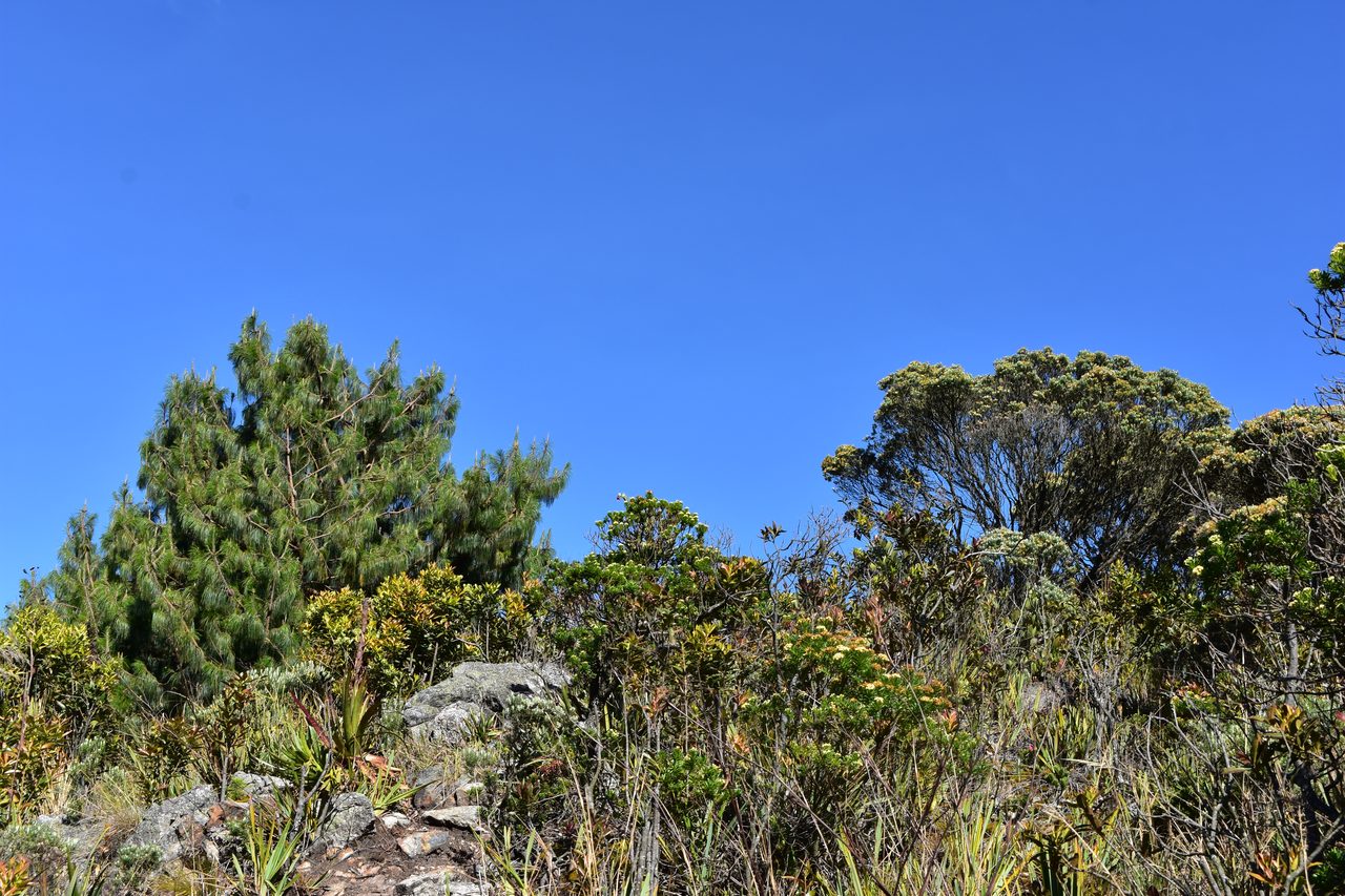 Hiking the Quebrada la Vija in the Cerros Orientales, Bogotá