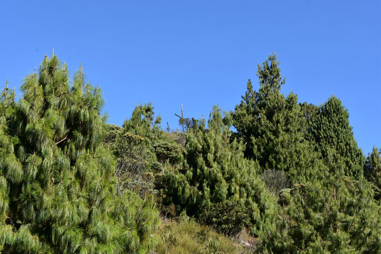 Hiking the Quebrada la Vija in the Cerros Orientales, Bogotá