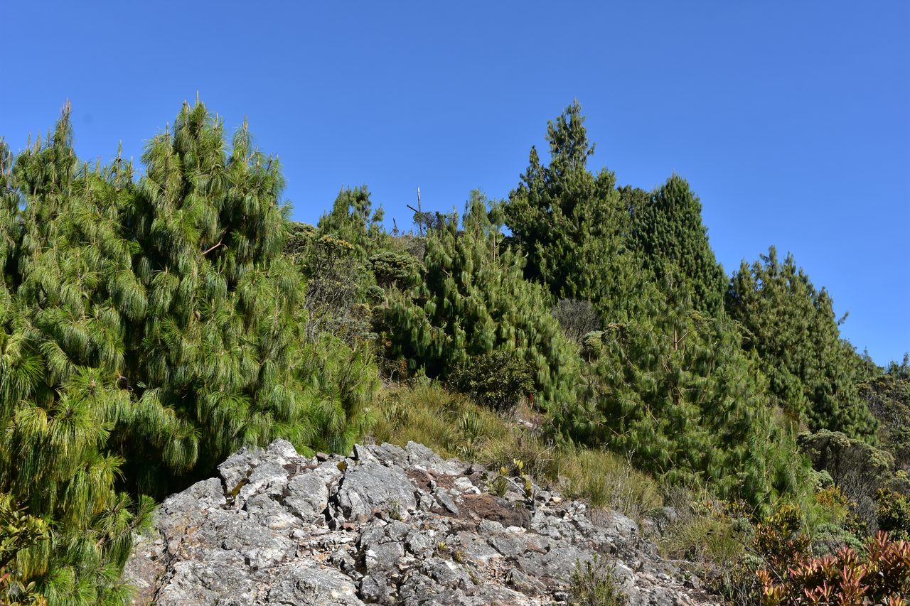 Hiking the Quebrada la Vija in the Cerros Orientales, Bogotá