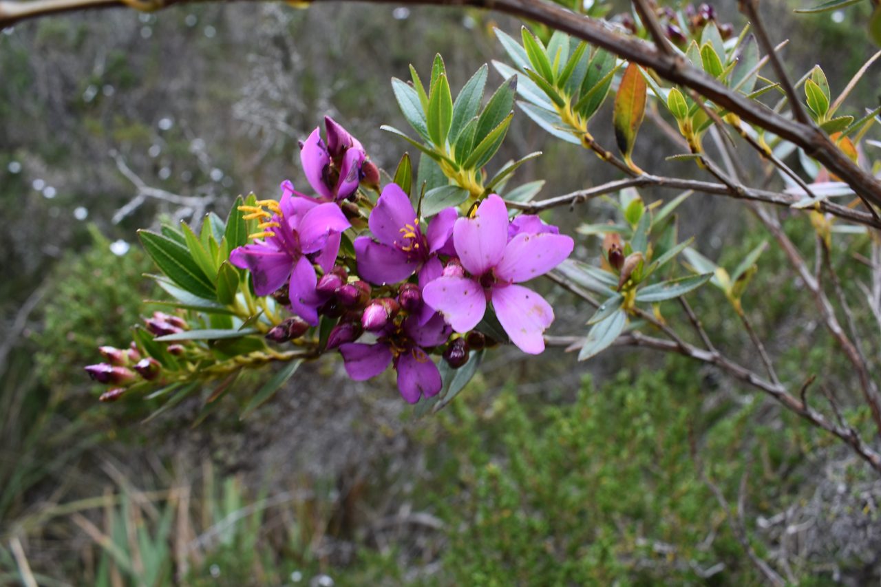How to hike to Laguna de Iguaque and Mirador El Santo from Villa de Leyva