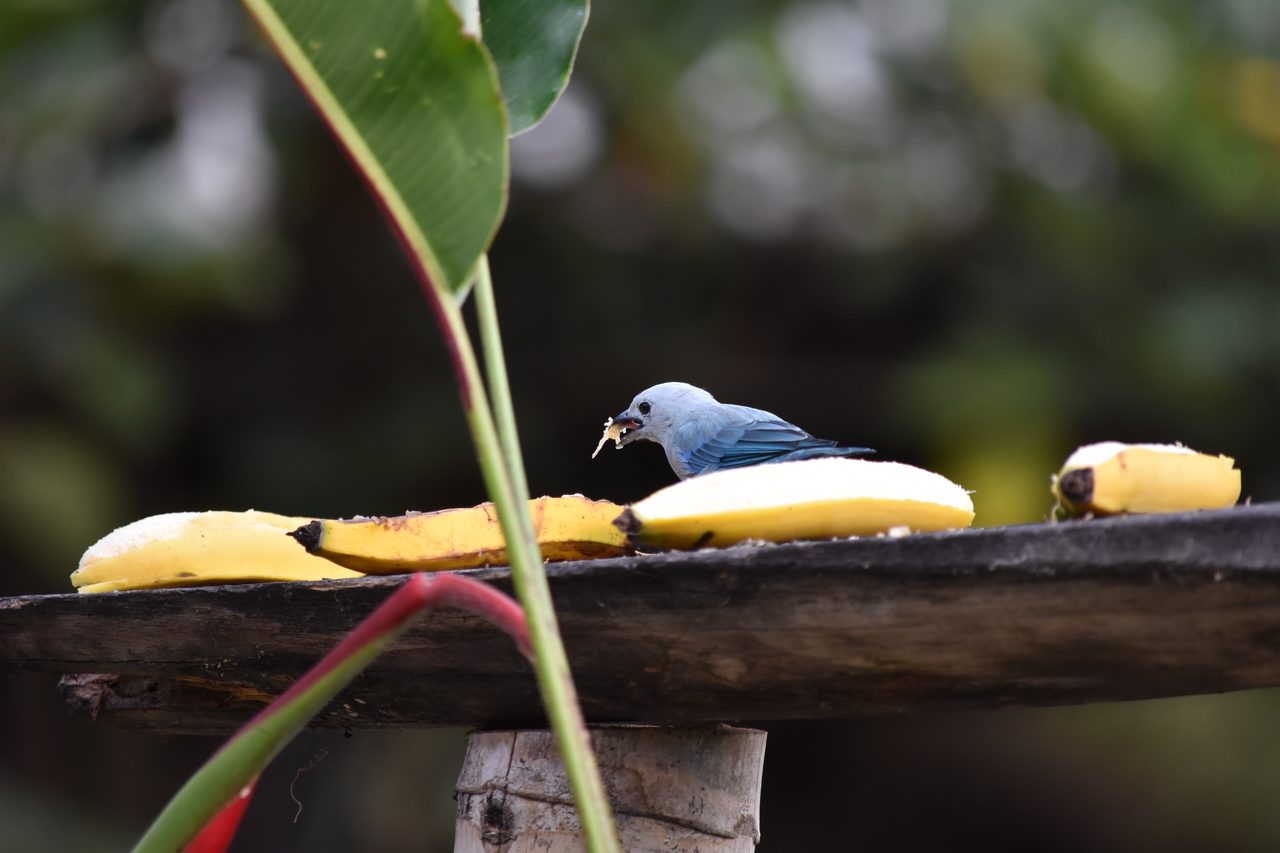Escape the city and spend the weekend visiting Cerro Quininí, Tibacuy, just outside of Bogotá