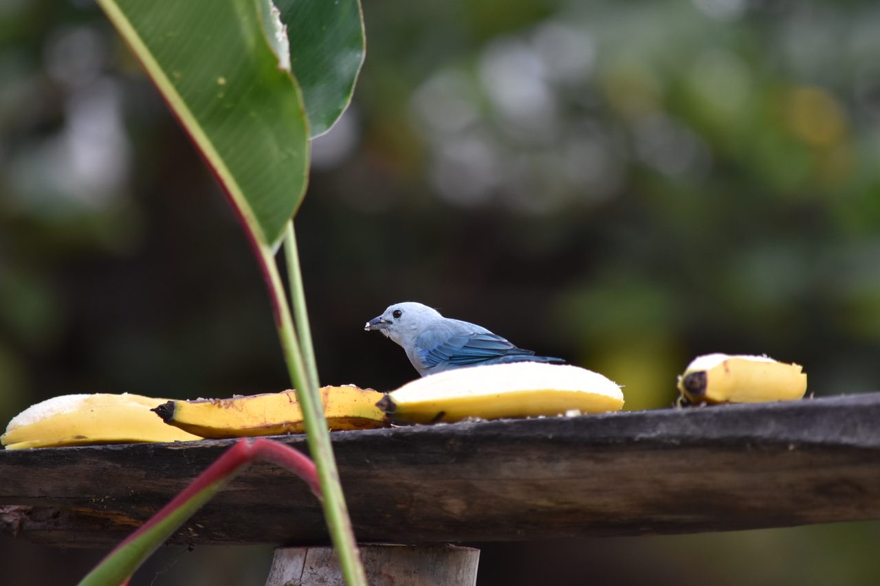 Escape the city and spend the weekend visiting Cerro Quininí, Tibacuy, just outside of Bogotá