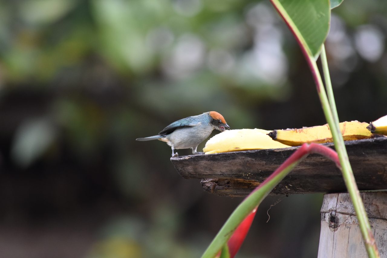 Escape the city and spend the weekend visiting Cerro Quininí, Tibacuy, just outside of Bogotá