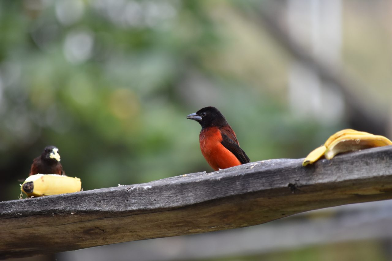 Escape the city and spend the weekend visiting Cerro Quininí, Tibacuy, just outside of Bogotá