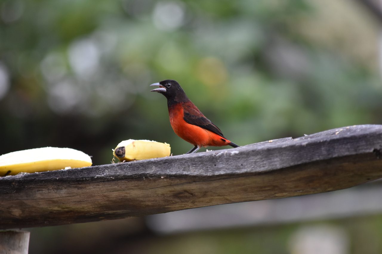Escape the city and spend the weekend visiting Cerro Quininí, Tibacuy, just outside of Bogotá