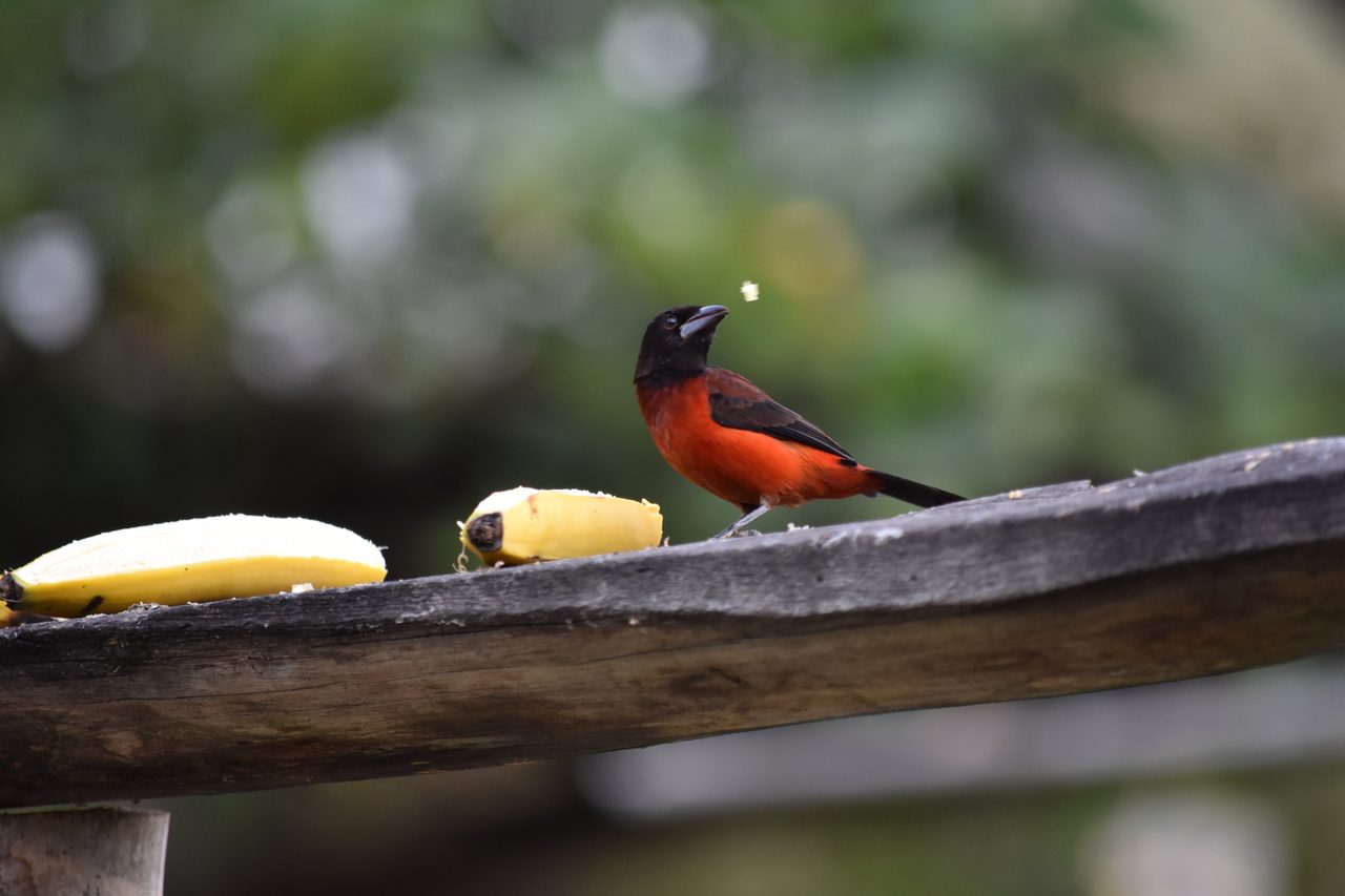 Escape the city and spend the weekend visiting Cerro Quininí, Tibacuy, just outside of Bogotá